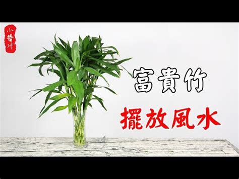 開運竹放門口|【開運竹】招好運必備的開運竹｜精選開運竹盆栽指南｜挑選、照 